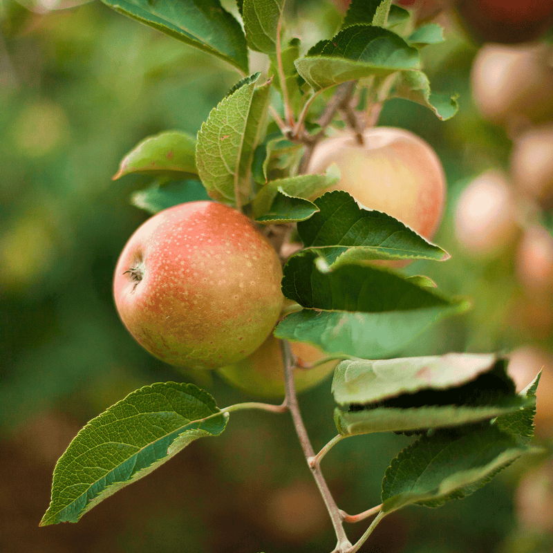 Apple Trees 101: Pruning