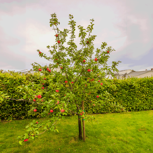 Apple Trees 101: Care