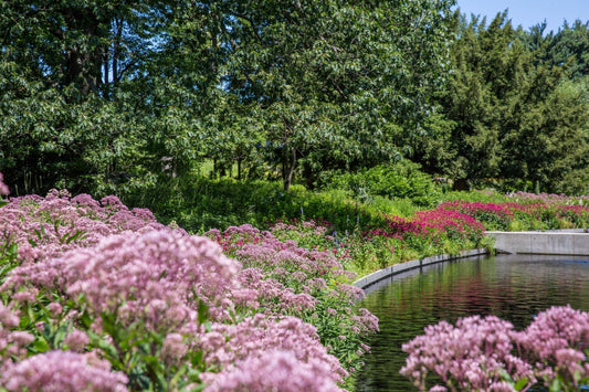 Tips for a Climate-Smart Garden with The Sill & NYBG