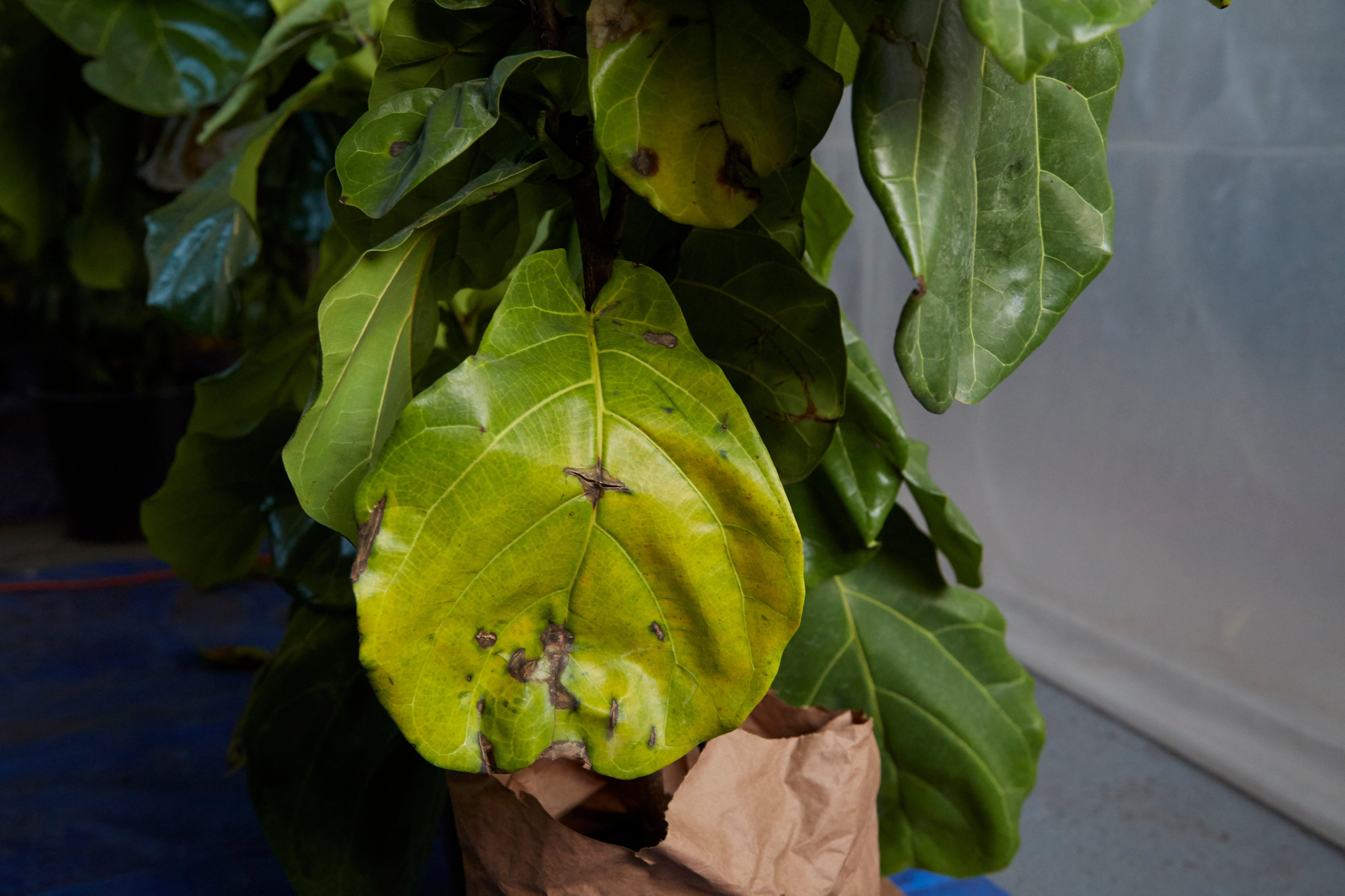 The Sill | 5 Causes For Your Houseplant's Yellow Leaves