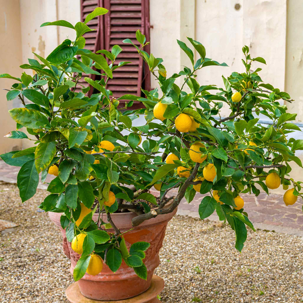 How To Care for a Meyer Lemon