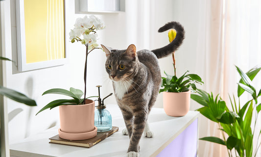 The Best Pet-Safe Plants to Gift this Spring