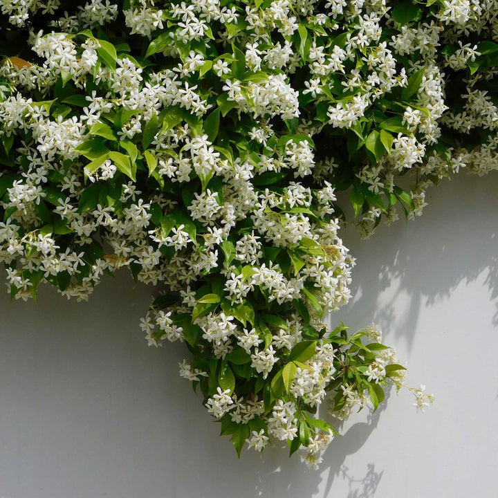 Top Five Flowering Vines for Gardeners