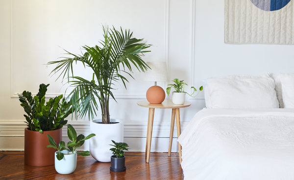 Plant Care for Large Plants