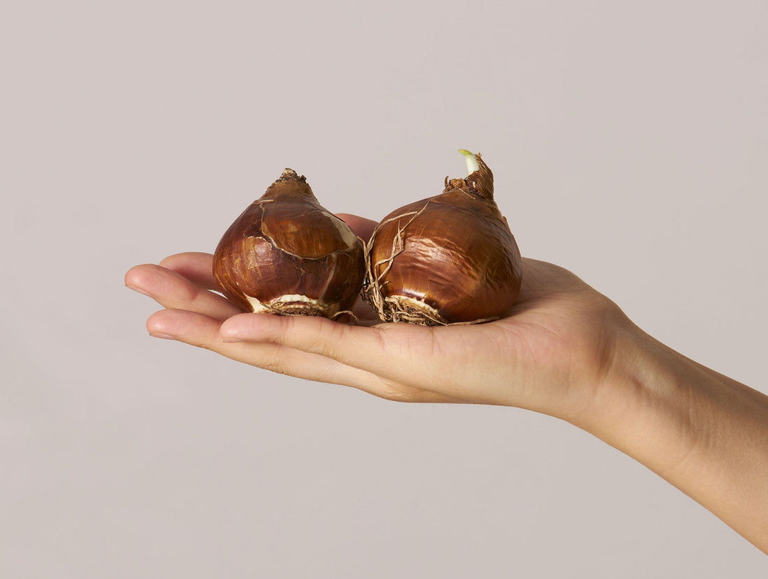The Ultimate Guide to Planting and Caring for Bulbs