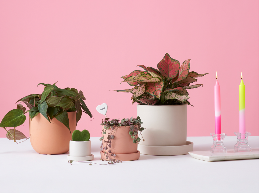 Galentine’s Day Plant Party Guide