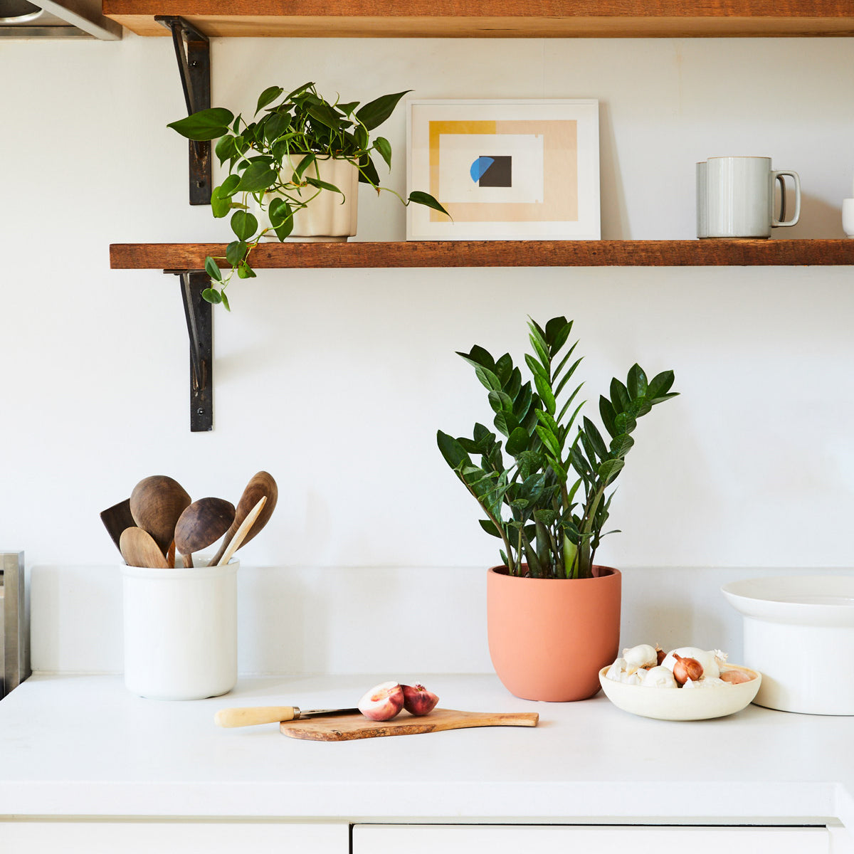10 Best Low Light Indoor Plants for Your Home or Office
