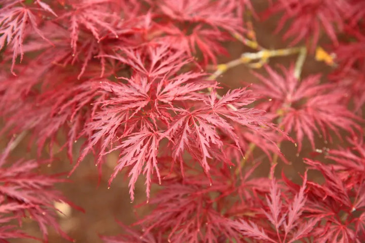Japanese Maple Care Guide