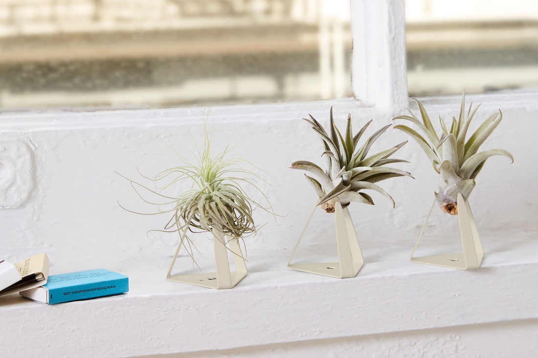 Plants 101: Epiphytes and Air Plants