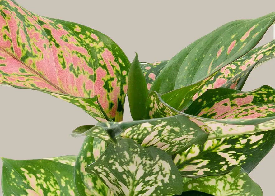 How to Care for an Aglaonema | The Sill
