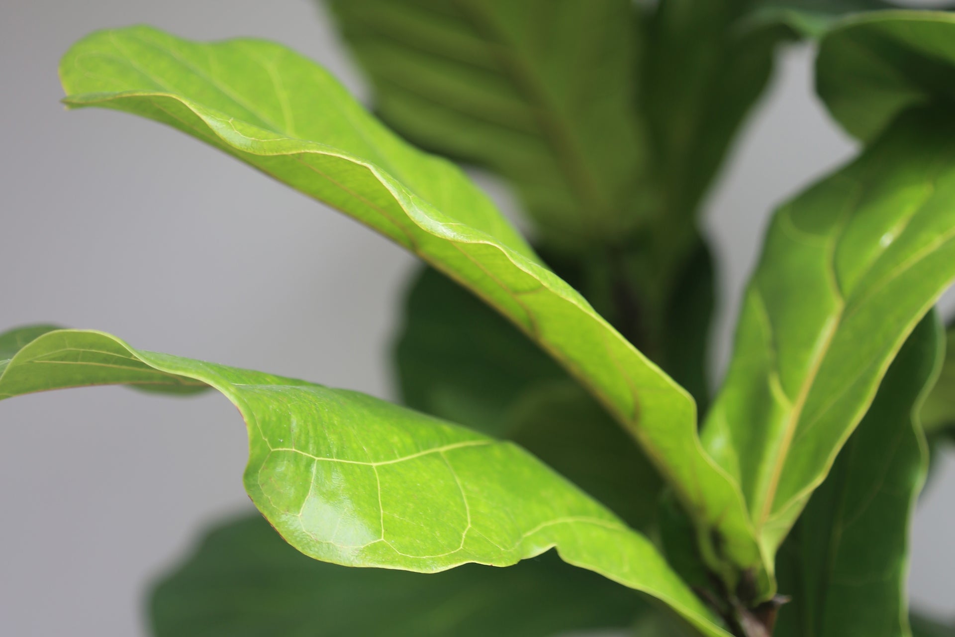 How to care for a Fiddle Leaf Fig | Plant Care 101 Blog | The Sill