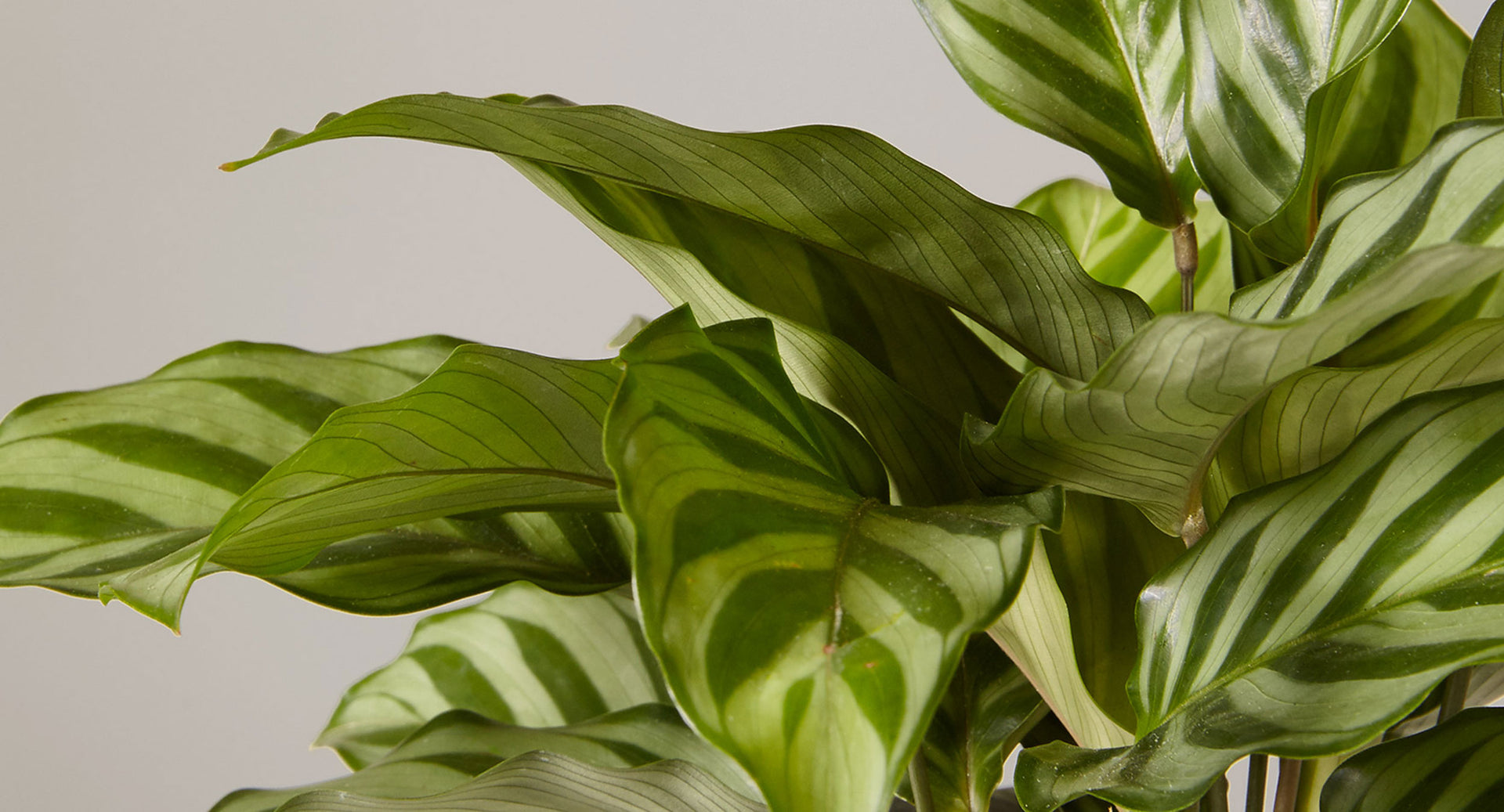 elefantenfuß pflanze preis Elefantenfuss | Beaucarnea recurvata main image 0