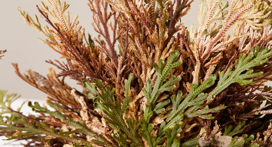 Dino Plant