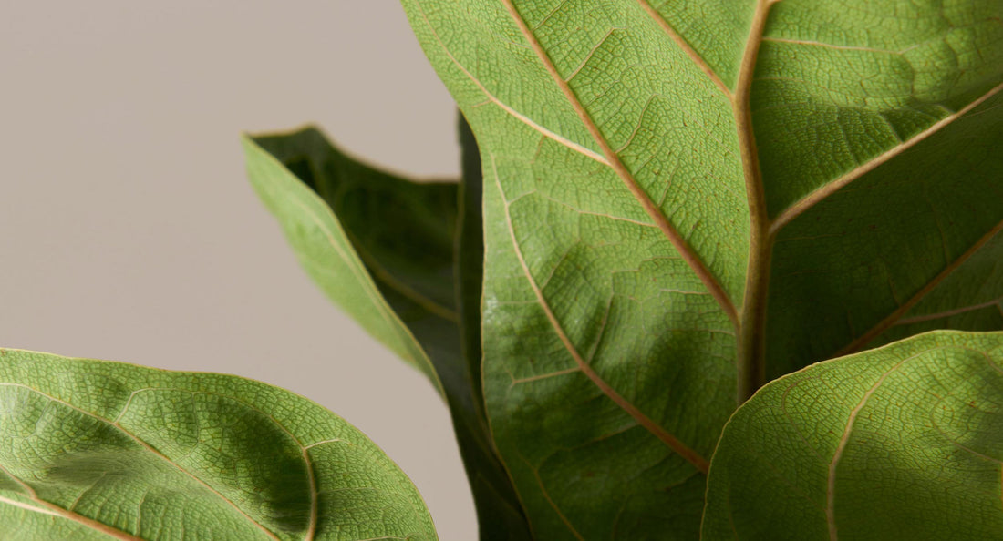 How to Care for a Fiddle Leaf Fig or Ficus Lyrata