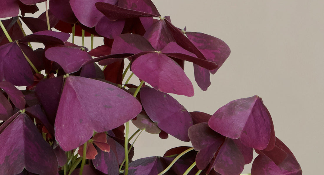 Oxalis
