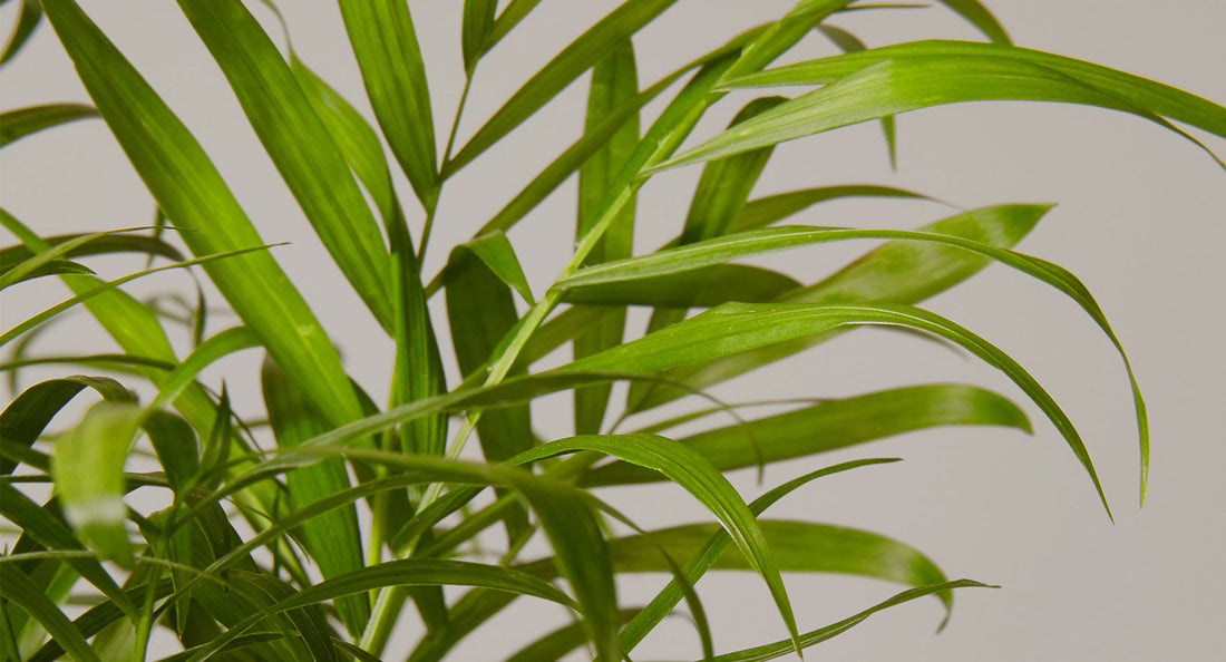 Parlor Palm Plant Care Guide
