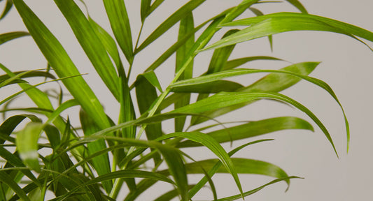 Parlor Palm Plant Care Guide