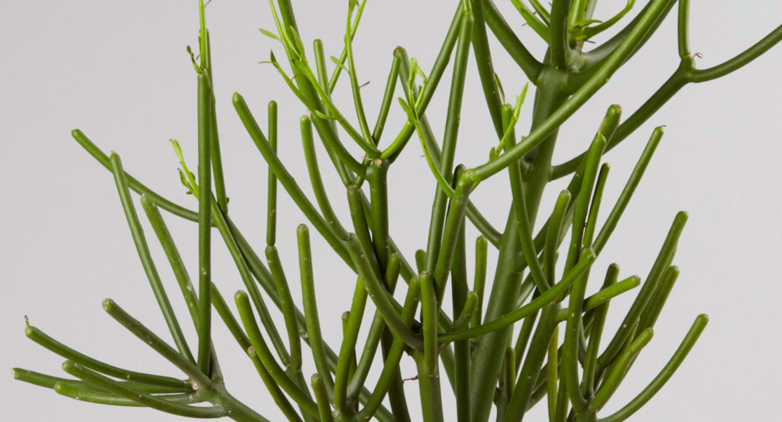 How to care for the Pencil Plant | Plants 101 - The Sill