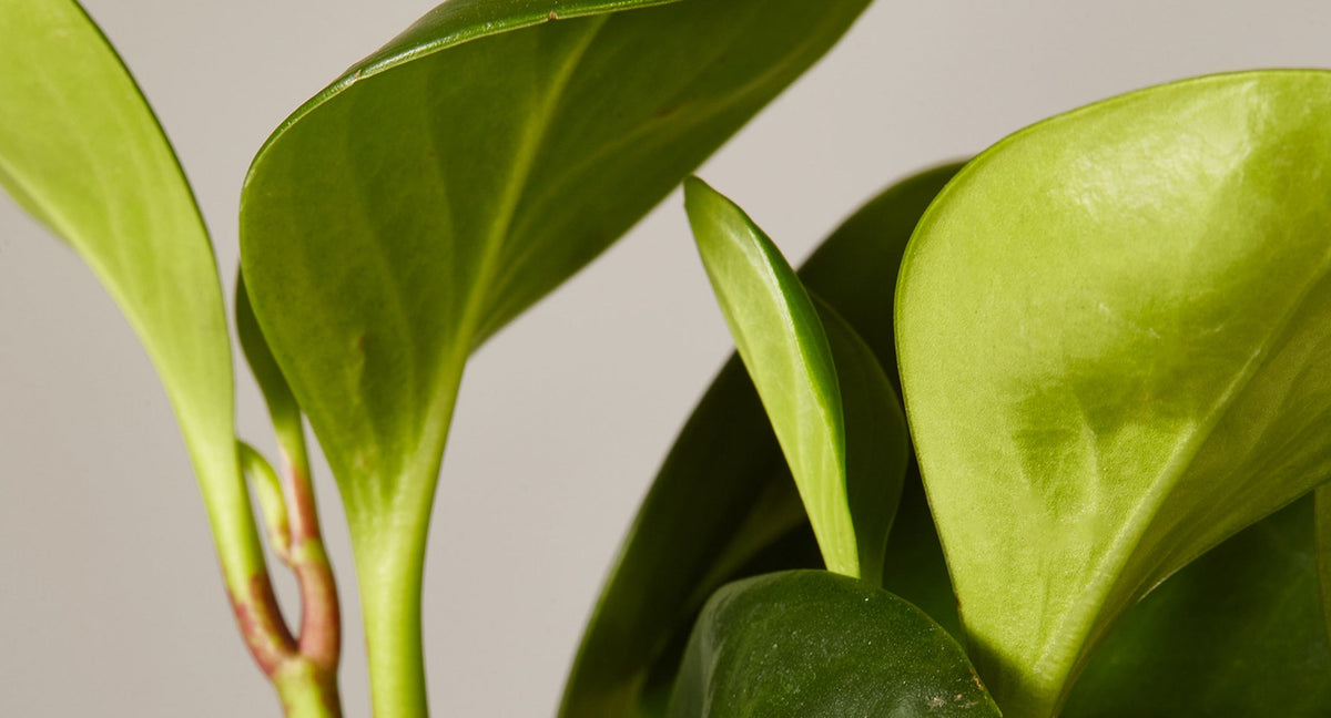 how to care for peperomia plant indoor houseplant
