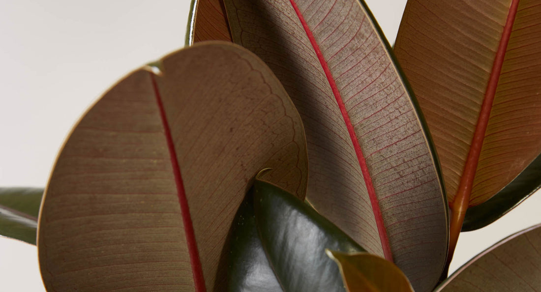 Rubber Tree