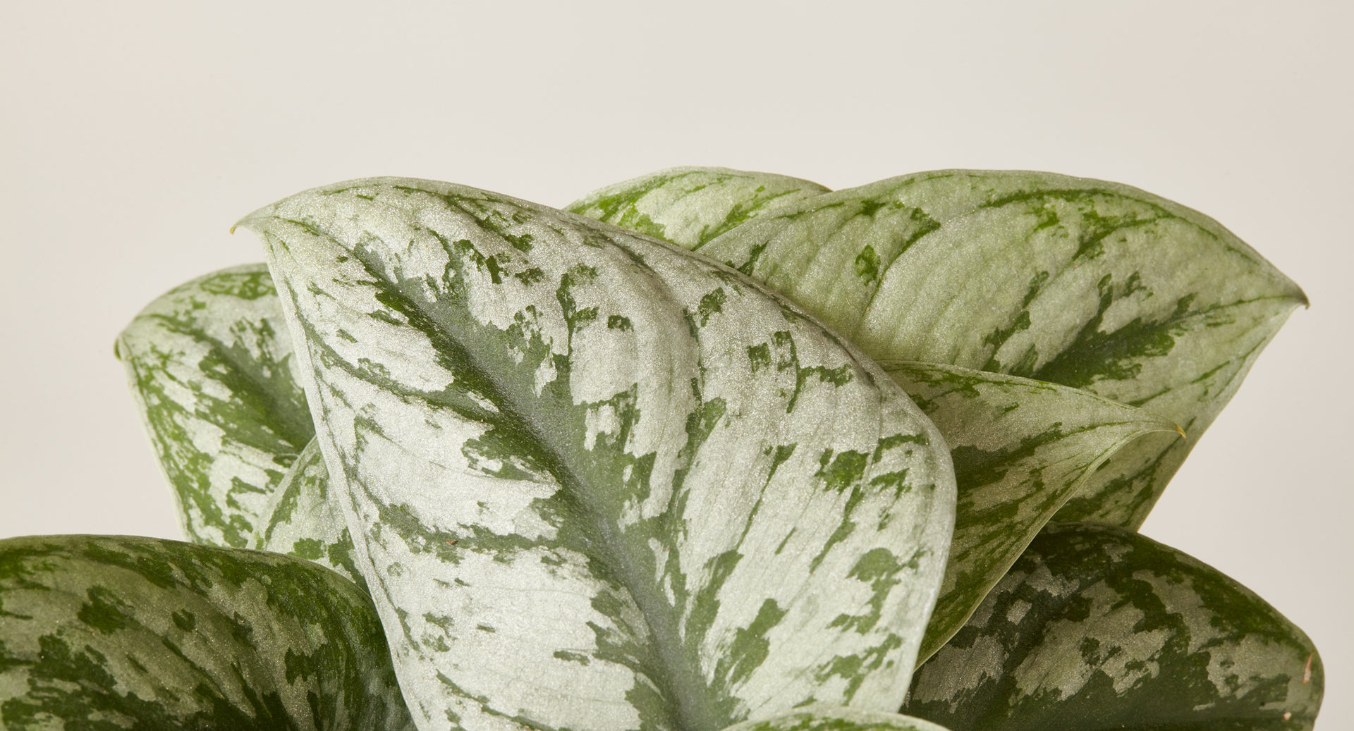 How to care for the Scindapsus pictus | Plants 101 - The Sill