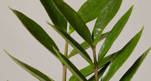 zz plant care