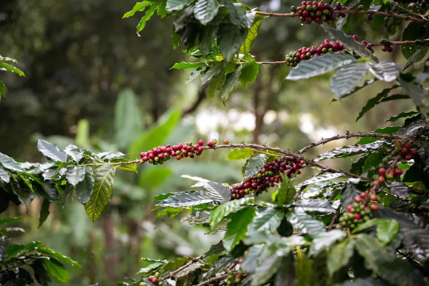 How to Care for a Coffee Plant
