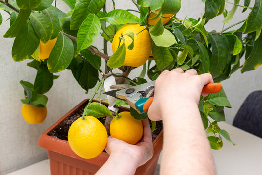 Why Growers Use Citra-pots (And How to Repot Yours)