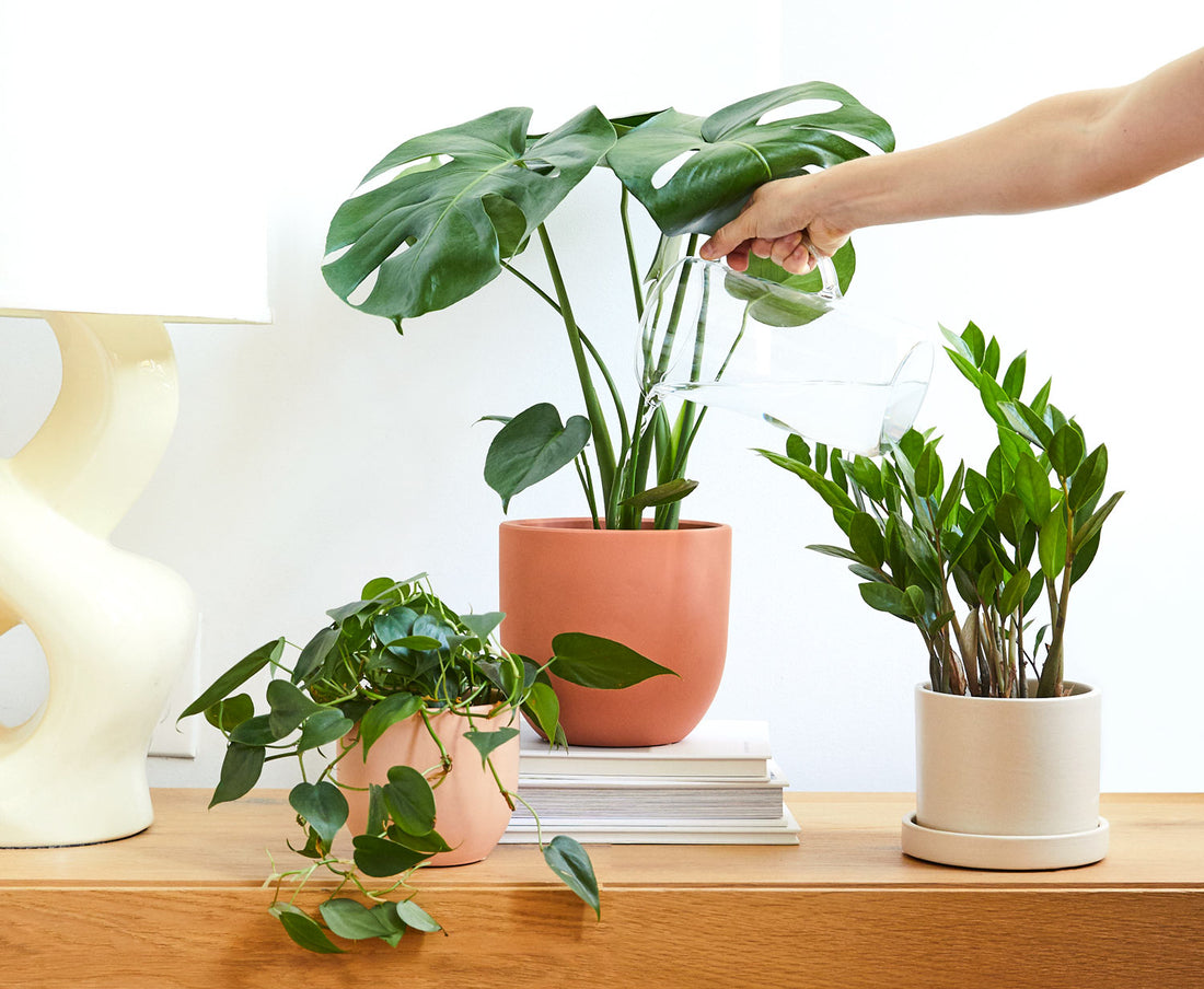 How To Keep Your Plants Alive While On Vacation