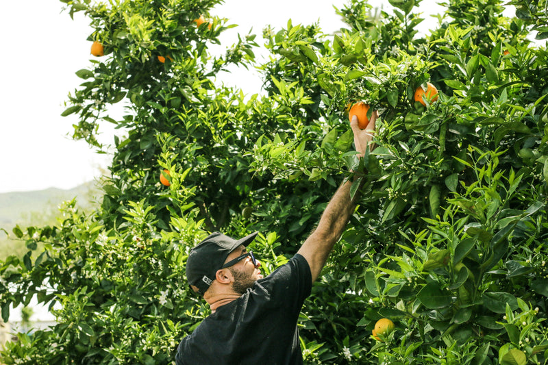 How to Harvest Citrus Trees