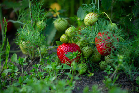The Sill® + NYBG: Beginner-Friendly Plants