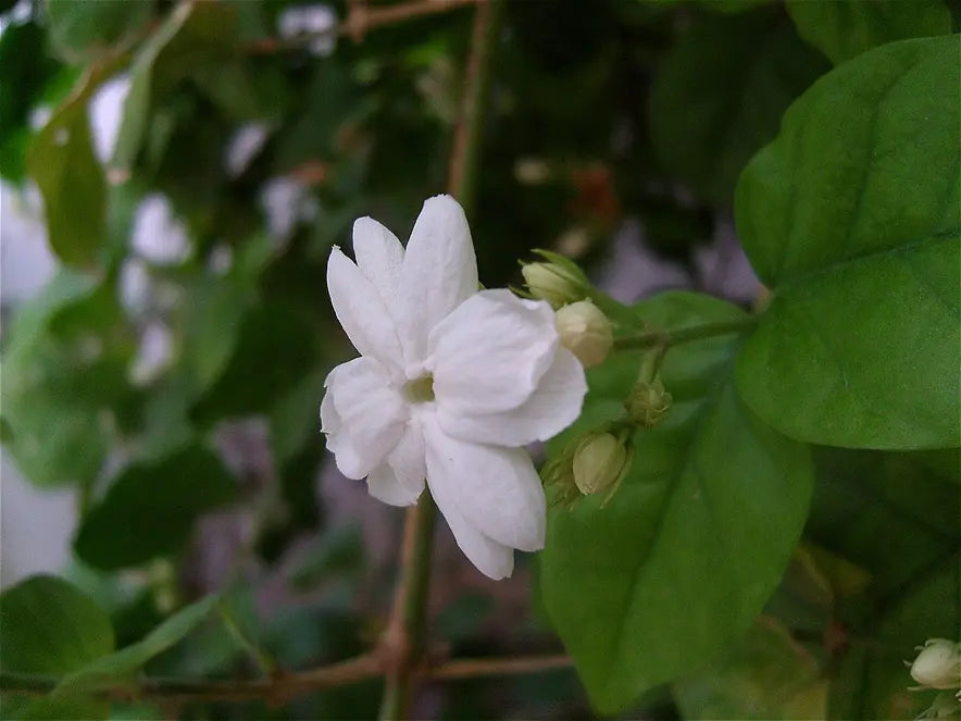 How to Care for a Jasmine Sambac Plant