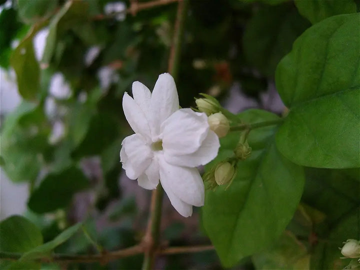 How to Care for a Jasmine Sambac Plant