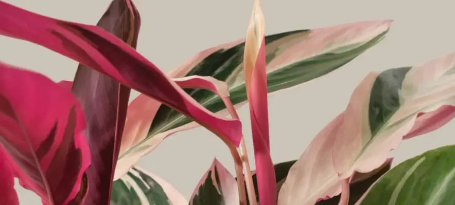 How to Care for a Stromanthe Triostar