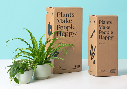 How We Ship Plants Safely in Winter