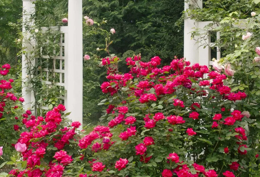 Gardening 101: Annuals, Perennials, and Biennials Explained