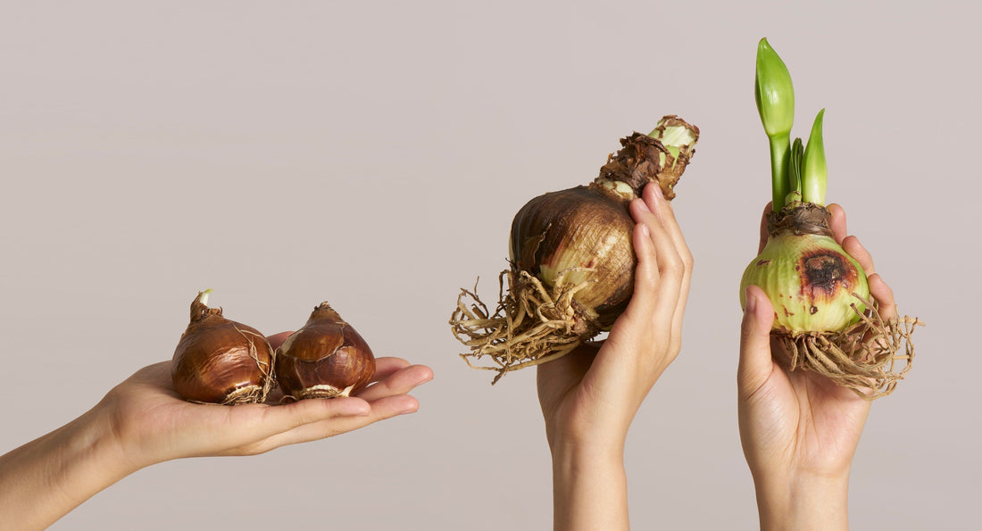 The Ultimate Guide to Planting and Caring for Bulbs