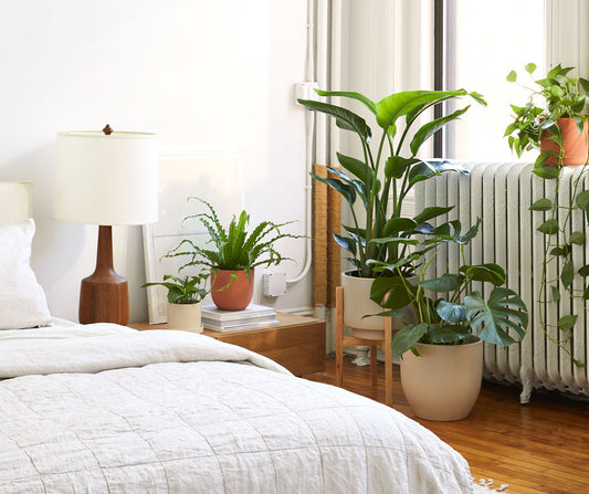 How To Bring Your Plants Indoors for Fall and Winter