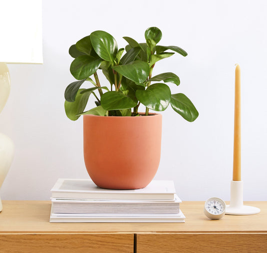 how to care for peperomia indoors easy houseplant 