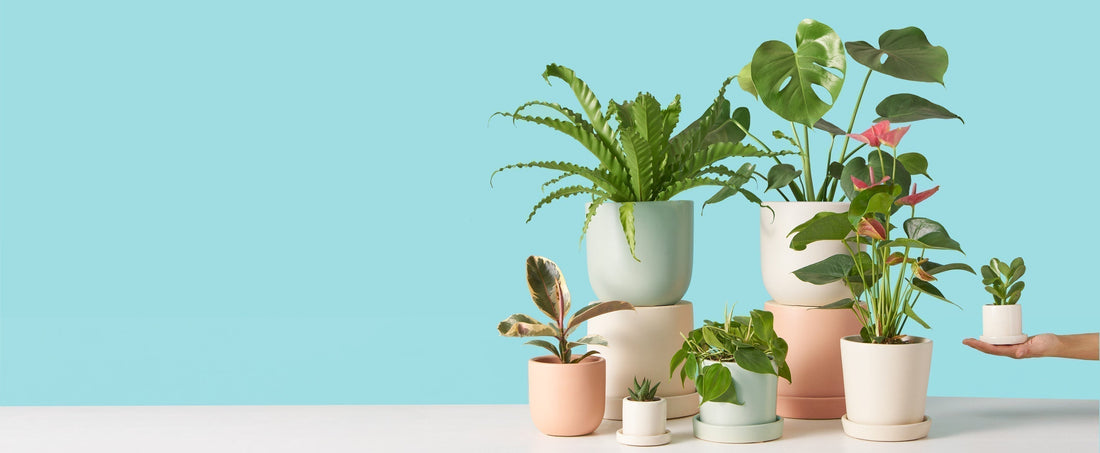 How Do Plant Biostimulants Benefit Plants?