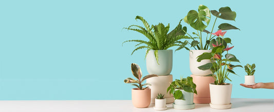 How Do Plant Biostimulants Benefit Plants?