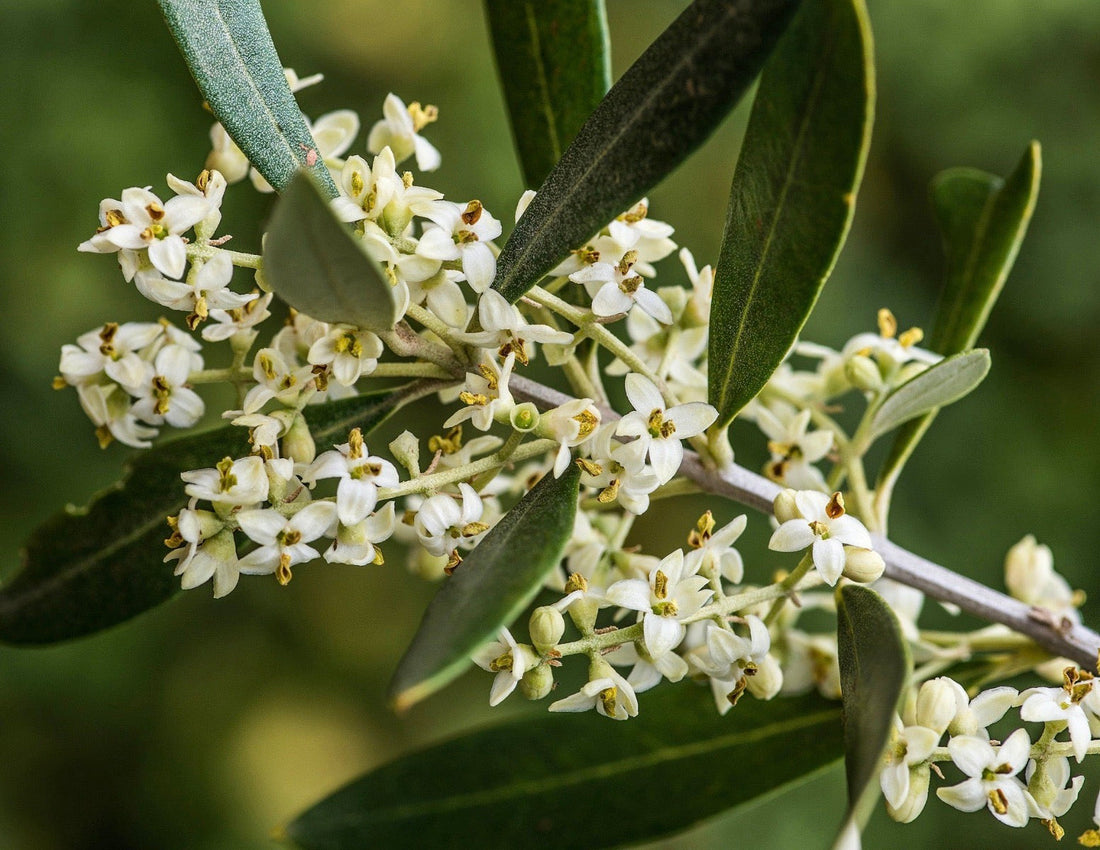 How to Care for an Olive Tree