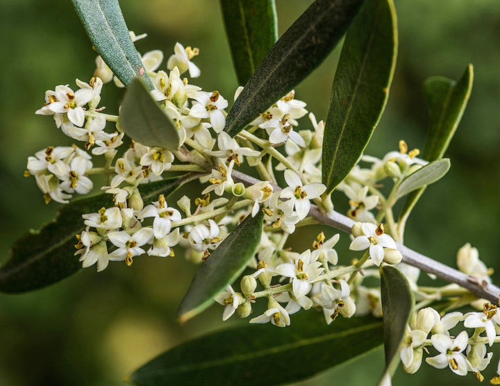 How to Care for an Olive Tree