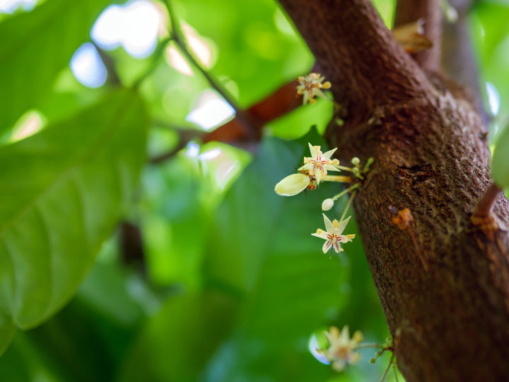 How to Prune a Cacao Tree