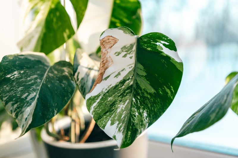 5 Causes For Your Plant's Browning Leaves