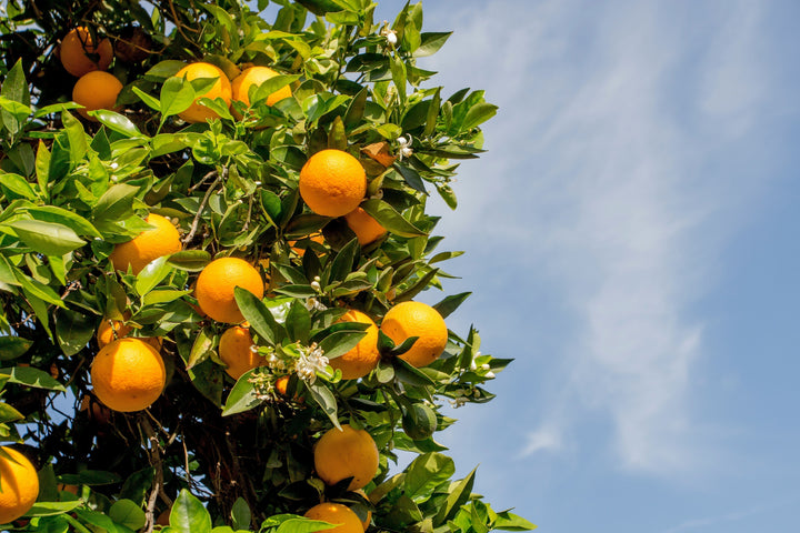 How to Prune Citrus Trees