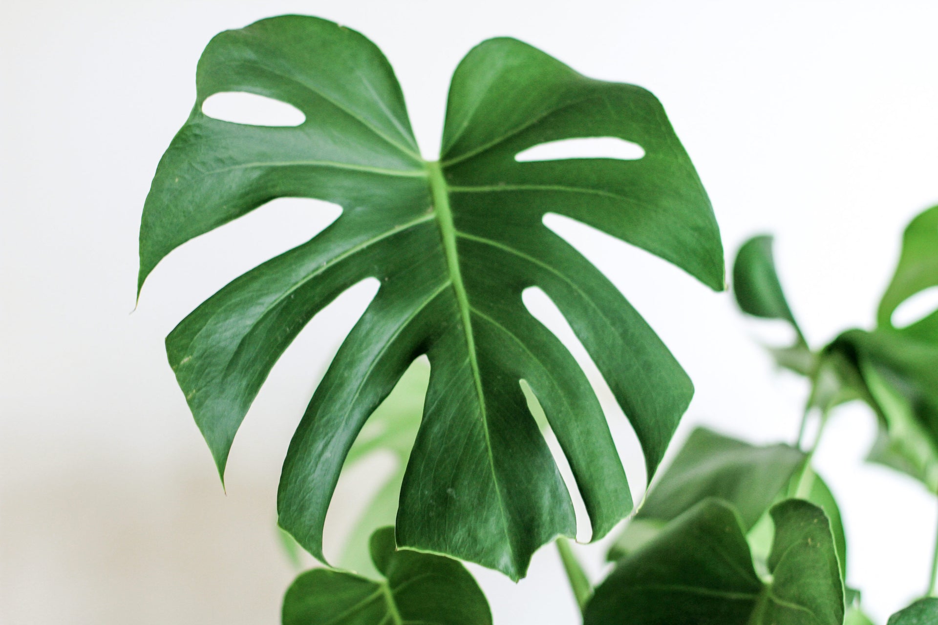 Why Your Monstera Plant's Leaves Have Holes | Plant Care Blog | The Sill