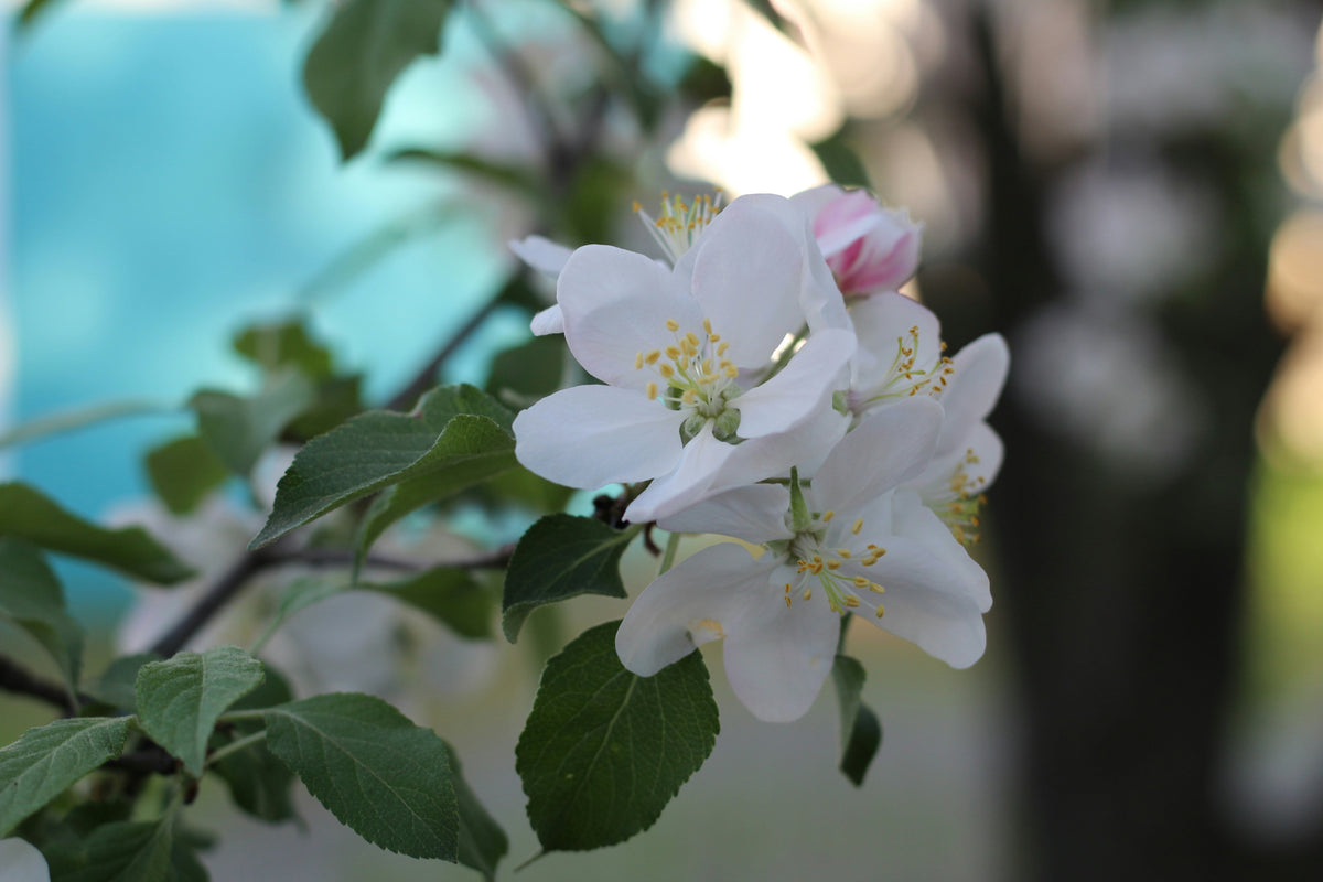 Apple Trees 101: Pollination