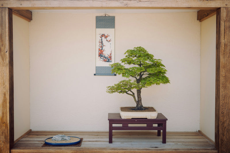 How to Maintain Your Bonsai Tree’s Shape