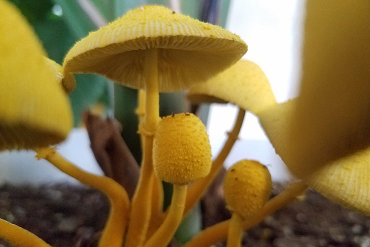 What To Do When You See Mushrooms in Your Soil